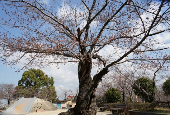 田川市丸山公園　桜